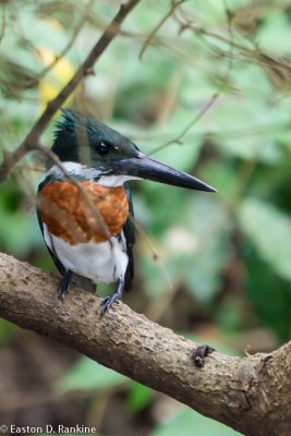Green Kingfisher III