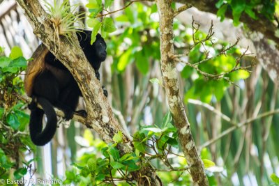 Howler Monkey (Alouatta pigra) I