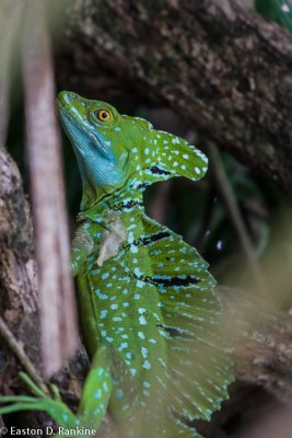 Plumed Basilisk, (Basiliscus plumifrons) III