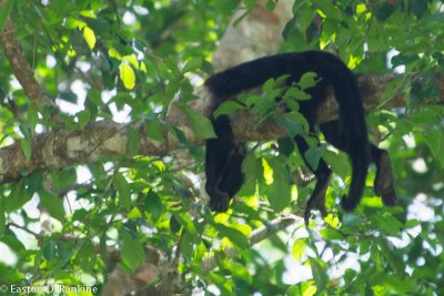 Capuchin in Relaxed Mode