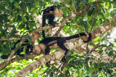 White Faced Chapuchin Monkeys II