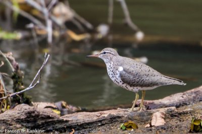 Spotted Sandpiper (Actitis macularius)