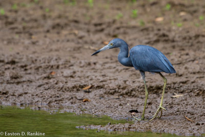 Little Blue Heron