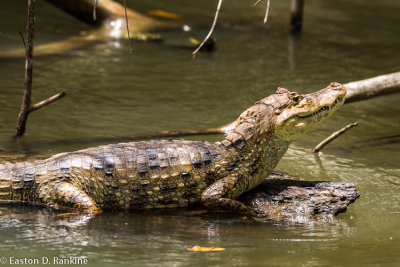 Caiman