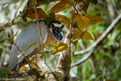 Boat-billed Heron (Cochlearius cochlearius) I