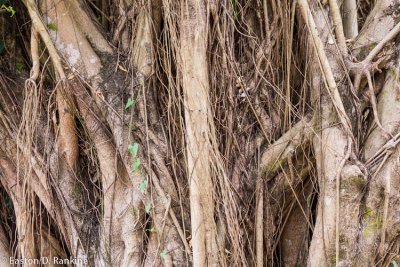 Strangler Fig I