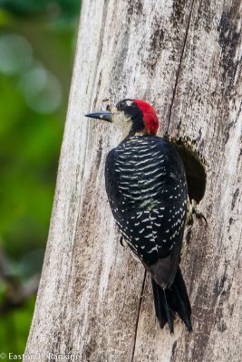 Black-cheeked Woodpecker (Melanerpes pucherani)