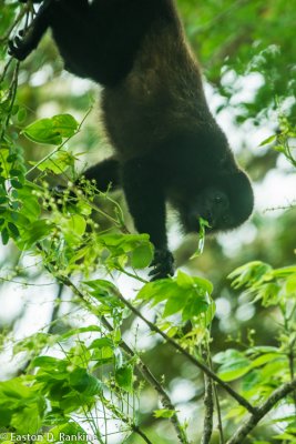 Howler Monkey (Alouatta pigra)
