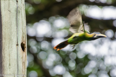 Emerald Toucanet VIII