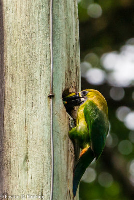 Emerald Toucanet II