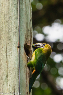 Emerald Toucanet III