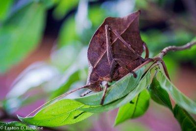 Dead-leaf Katydid {Katydid Tettigoniidae}