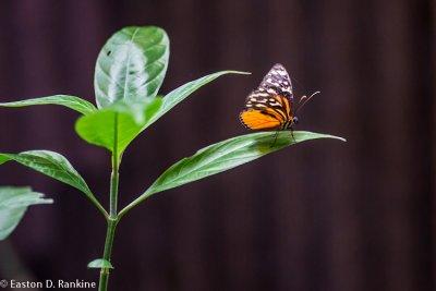 Butterfly (Heliconius hecale)