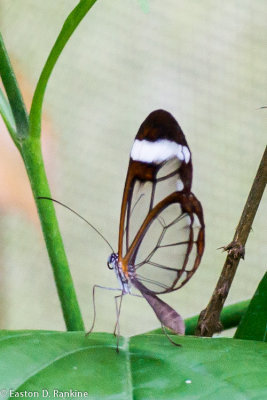 Glasswinged Butterfly ( Greta Oto )
