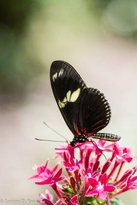 Butterfly (Haliconius doris)