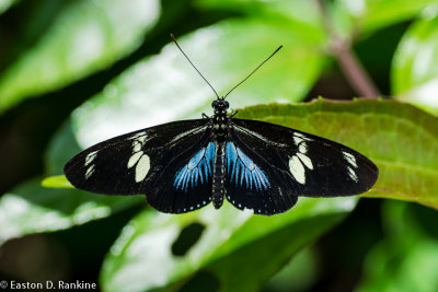 Butterfly (Heliconius doris)