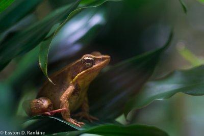 Frog (Rana warszewitschii)