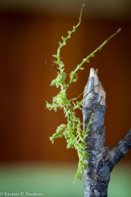 Moss Mimic Walkingstick, (Trychopeplus laciniatus)