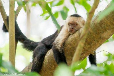 Sleeping Capuchin