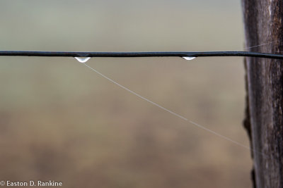 Raindrops on Wire