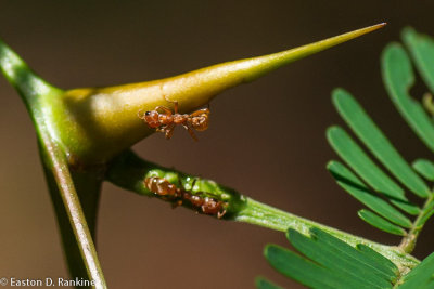 Acacia Ants and the Bullhorn Acacia Thorn