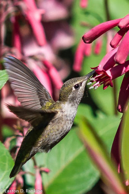 Female Ruby Throated Hummingbird?