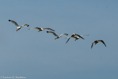 White Ibis III