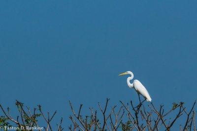 Great Egret (Ardea alba),
