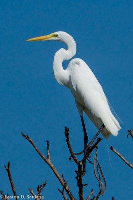 Great Egret (Ardea alba), II