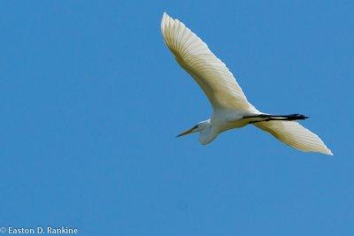 Great Egret (Ardea alba), IV