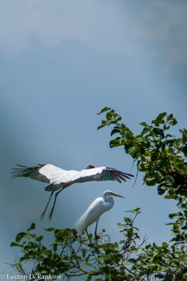 Alighting - Stork with Great White Egret