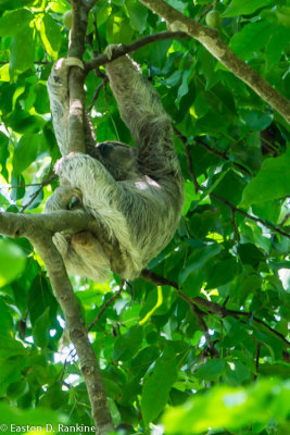 Three-toed Sloth II