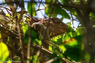 Iguana