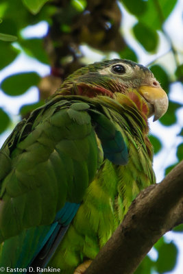 Yellow Billed Parrot (Amazona collaria) 