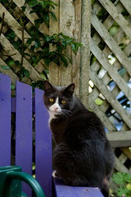 Black Cat on Purple Chair