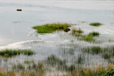 Grass - Mersey River, Liverpool