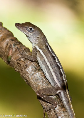 Lizard - Linscott Ave, St Andrew