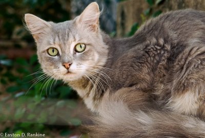 Neighbour Cat - Linscott Ave, Kingston