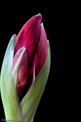 Amaryllis