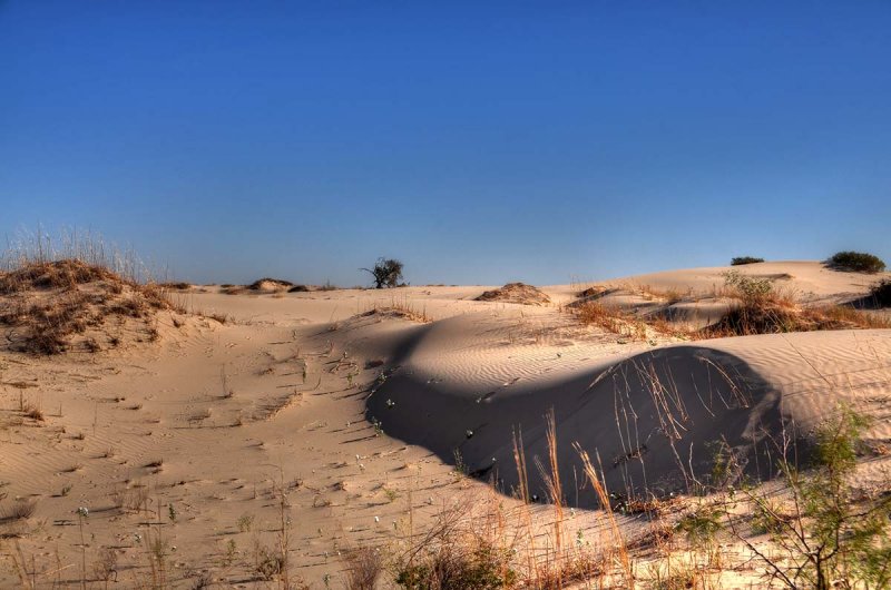 Dunes and a lonely tree