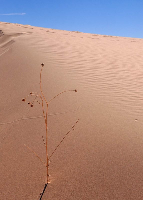 Lone sentinel in Monahans Sand Dunes State Park