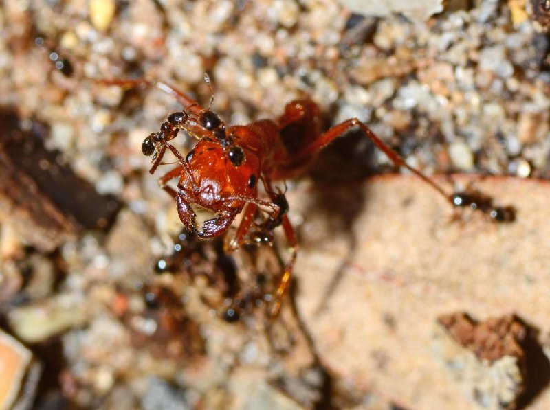 Harvester ant being attacked by Big Headed ants.