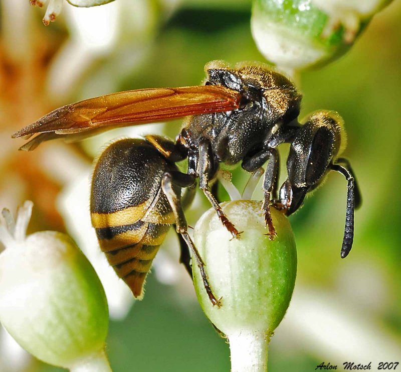 Mexican Honey wasp