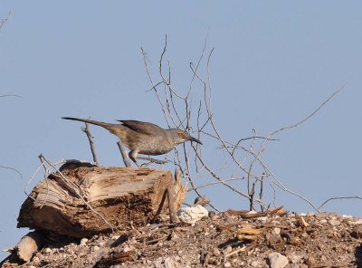 curve billed Thrasher