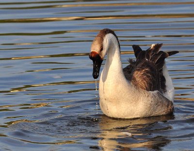 domestic goose