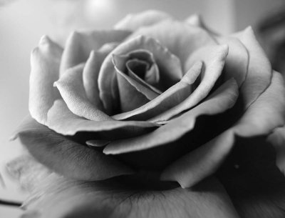 Liz's rose