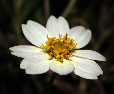 Black Foot Daisy