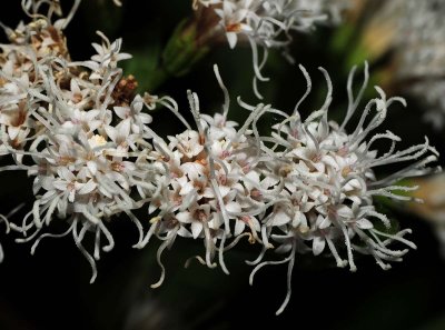 White Mist Flower