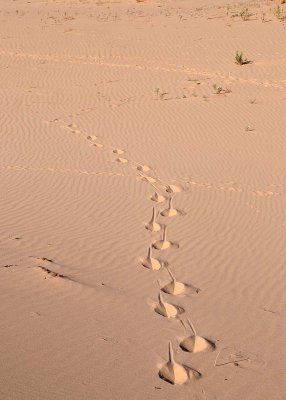 Unusual trail in the sand. Javalina maybe?