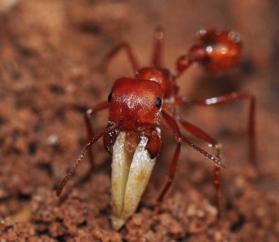 harvester ant removing a germinating seed from it's nest.